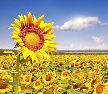 Amazon.com : 40+ Seeds Colorful Sunflower and Multi-Head